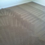 Olympia-Carpet-Cleaning-Wall-To-Wall